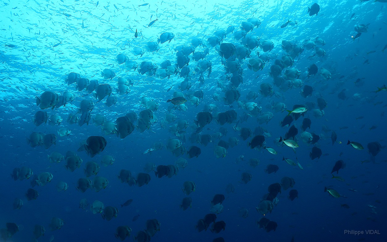 Thailand 2015 - Ko Tao - Platax poules d eau - Platax orbicularis _IMG_3709_rc.jpg